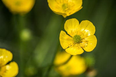 Close-up of yellow flowering plant