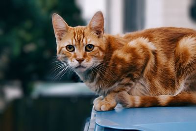 Close-up portrait of ginger cat sitting on garbage bin