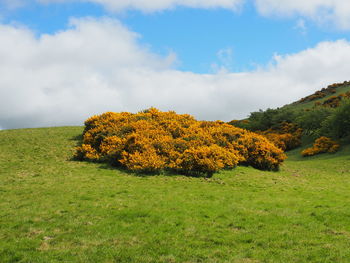 Trees on field against sky