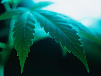 Close-up of leaves on plant