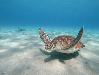 Turtle swimming in sea