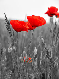 Close-up of red poppy flowers on field