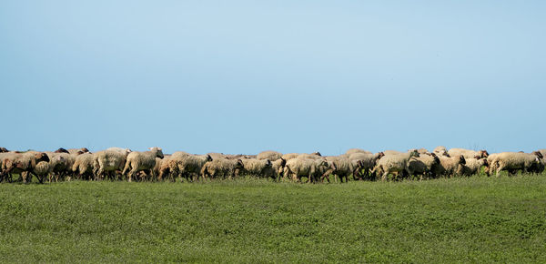 Trees on field against clear sky