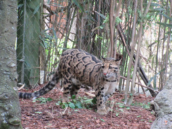 Cat in a forest