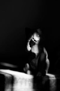 Cat sitting on toy against black background