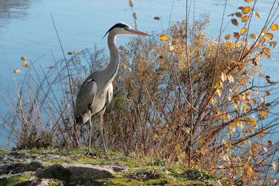 High angle view of gray heron