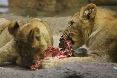 Two young lion eating