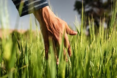 Cropped hand touching plants