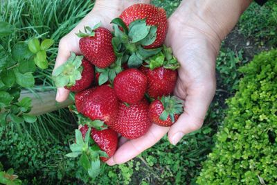 Close-up of hand holding strawberries