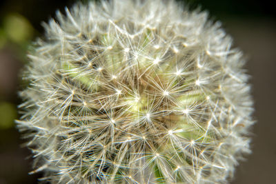 Close-up of dandelion on plant