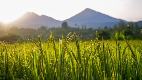 Crops growing on field against sky