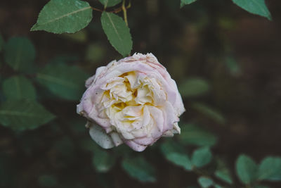 Close-up of rose against blurred background