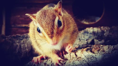 Close-up portrait of squirrel