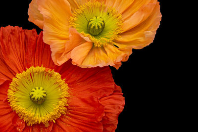 Close-up of yellow flower