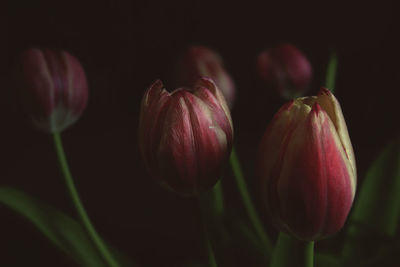 Close-up of pink tulips