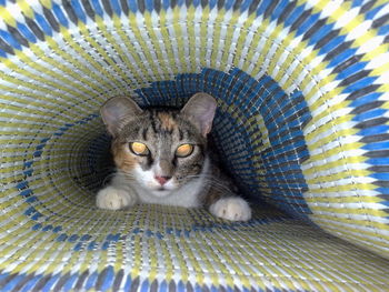 Portrait of cat in mat