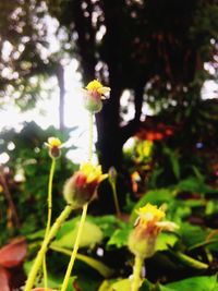 Close-up of yellow flowers blooming outdoors