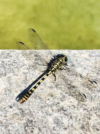 Close-up of dragonfly on rock
