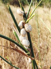 Close-up of snail on land