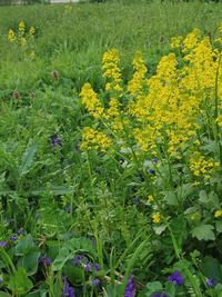 Close-up of yellow flowers growing in field