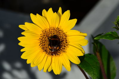 Close-up of insect on yellow flower