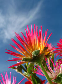 Close-up of multi colored flower against sky