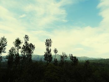 Low angle view of trees against sky
