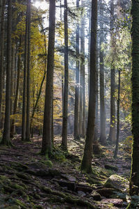 Close-up of trees in forest