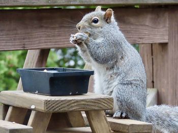 Close-up of squirrel sitting at table eating a peanut 