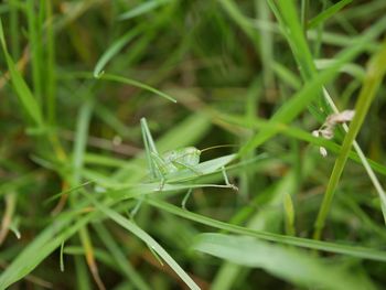 High angle view of grasshopper on grass