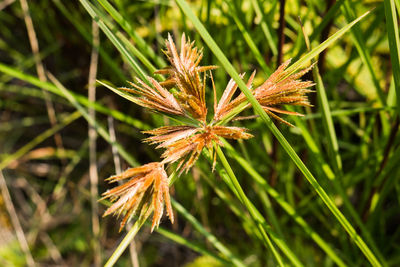 Close-up of wildflower