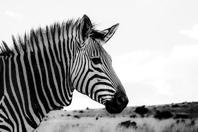 Close-up of zebra on field against sky