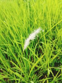 Close-up of feather on field