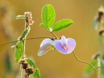 Close-up of purple flowering plant