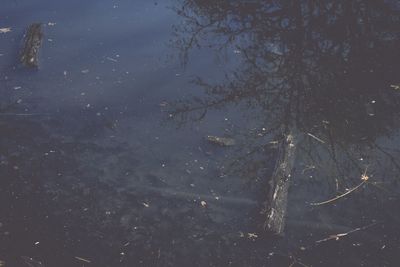 Trees in water