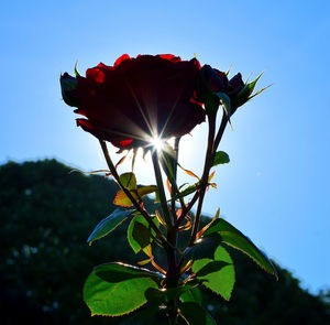 Low angle view of red hibiscus blooming against sky