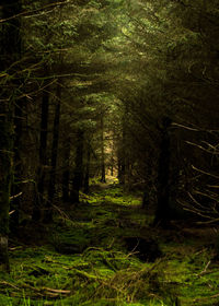 Trees in forest