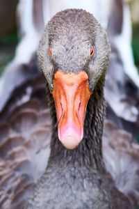 Close-up portrait of black swan in lake