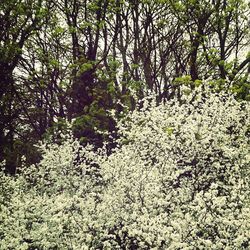 Plants growing on tree