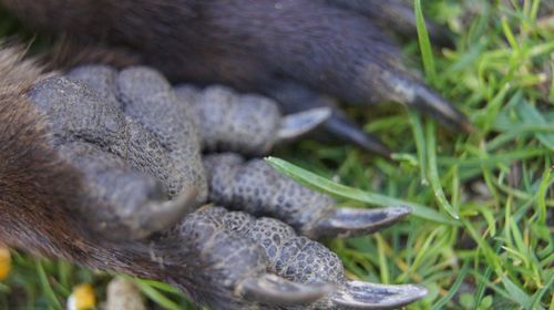 Close-up of turtle on field