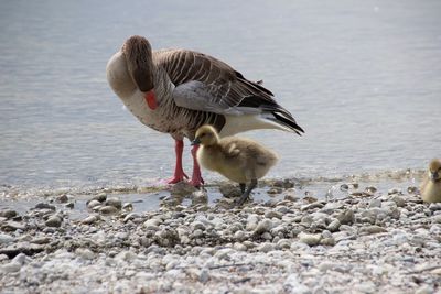 Birds on beach