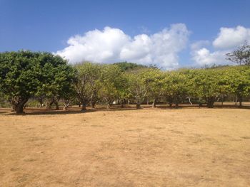 Trees on landscape against cloudy sky