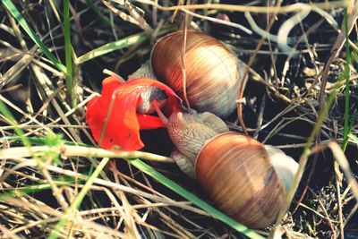 Close-up of snail on grass