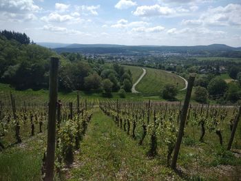 Scenic view of vineyard against sky