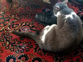 Full length of cat relaxing on floor