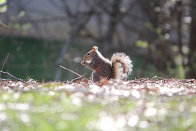 Squirrel on tree in forest