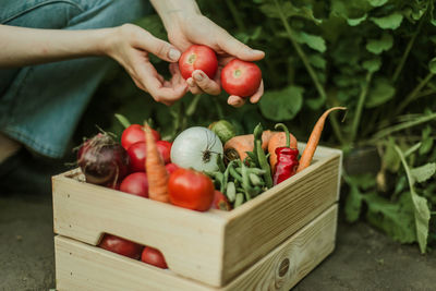 Midsection of woman picking apples