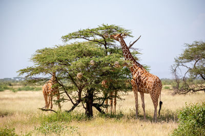 View of a tree on field