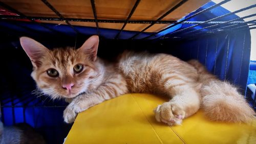 Portrait of cat resting