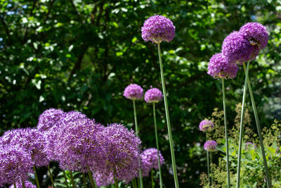 Close-up of purple flowering plants